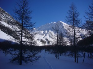 Des mélèzes et du plat