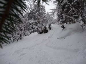 Un de nos coins à champignons.